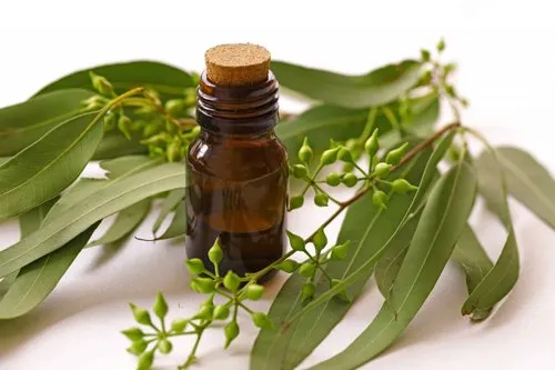 Potent Medicinal Uses of Lavender Oil